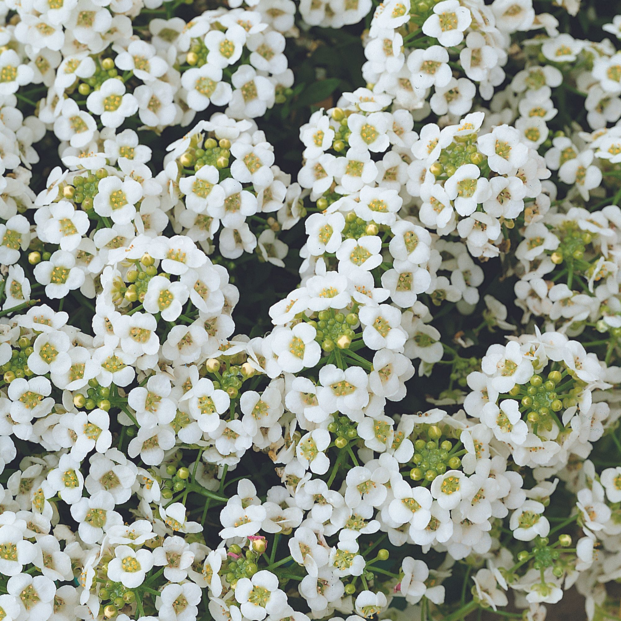 Alyssum Seeds for Planting - Clear Crystal Alyssum - 500 Seeds Bulk - Flower Gardening, Open Pollinated